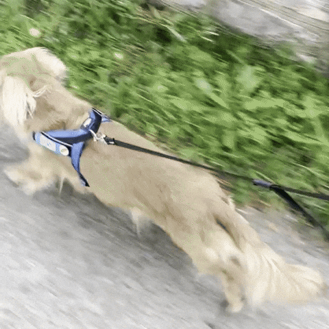 Dachshund Dash GIF