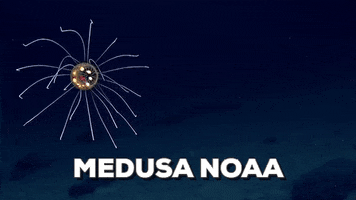 benitabodoque7gmailcom  GIF