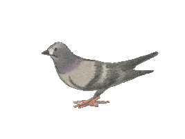Pigeon Taube Sticker by Jupitermond Verlag