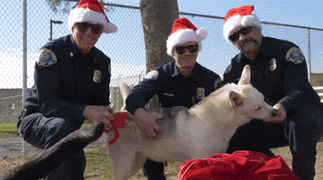 Christmas Dogs GIF by Storyful