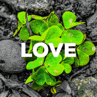 Love GIF