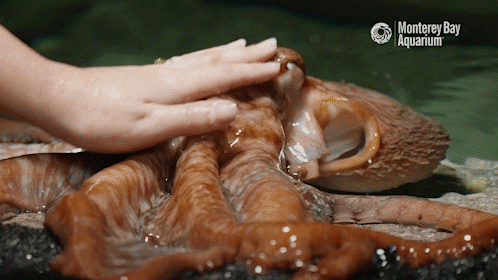 Giant Pacific Octopus GIF by Monterey Bay Aquarium - Find & Share on GIPHY