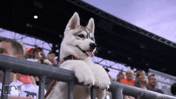 Sport Love GIF by Detroit Tigers
