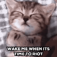 Riot Sleepy Kitty GIF