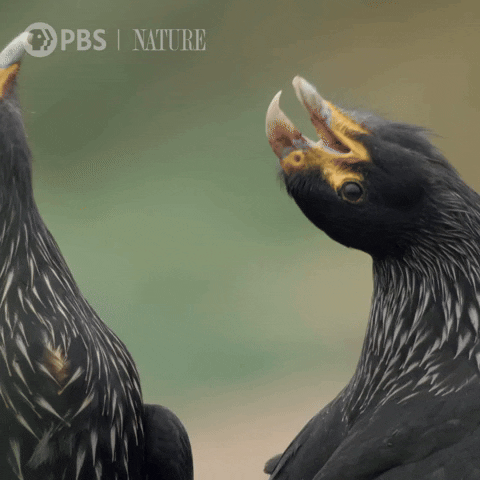 Couple Birds GIF by Nature on PBS