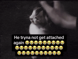 Tryna GIF