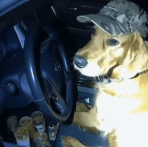 Dog Wow GIF