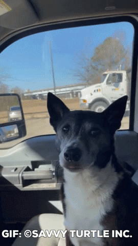 Dog Reaction GIF by Savvy Turtle