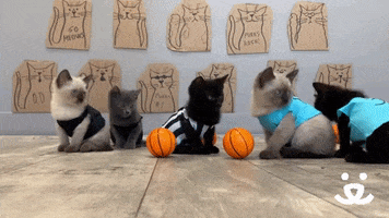 Save Them All College Basketball GIF by Best Friends Animal Society