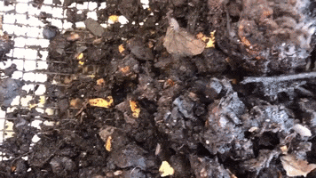 Earth Bugs GIF by Common Ground Compost
