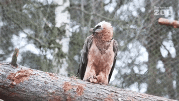 Looking Bearded Vulture GIF by Korkeasaari Zoo