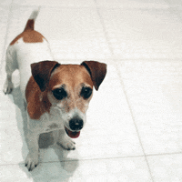 Happy Dog Food GIF by Diamond Pet Foods