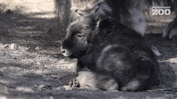 Musk Ox Baby GIF by Korkeasaari Zoo