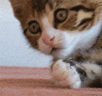 Anime-shock GIFs - Get the best GIF on GIPHY Anime-shock GIFs - Get the best GIF on GIPHY