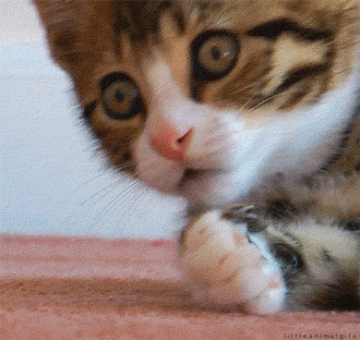 Shocked Oh No GIF by Yêu Lu - Find & Share on GIPHY