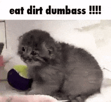 Manul Eat Dirt GIF