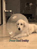 Golden Retriever Dog Cone GIF by Finance of America Mortgage