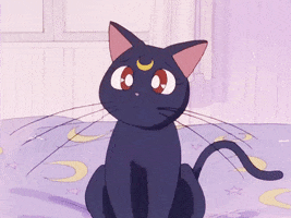 Luna The Cat GIFs - Find & Share on GIPHY