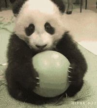 Baby Panda Gifs Get The Best Gif On Giphy Baby Panda Gifs Get The Best Gif On Giphy