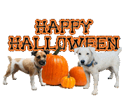 Jack Russell Halloween Sticker by TORRESgraphics