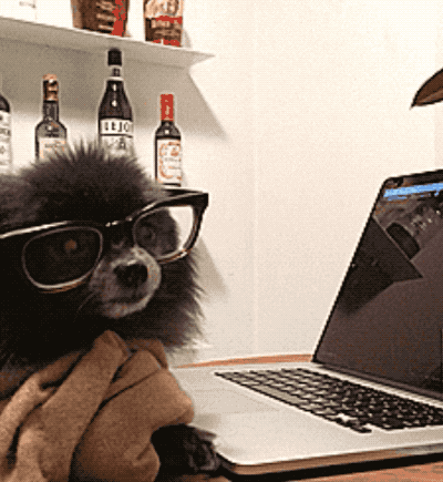 a gif of a pomeranian typing