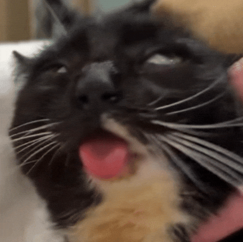 Cat Meme GIF