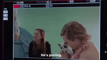 Benjamin Button Cat GIF by Taylor Swift