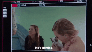 benjamin button cat GIF by Taylor Swift