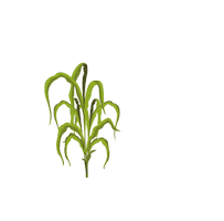 Campo Igrowth Sticker by Advanta Semillas Argentina