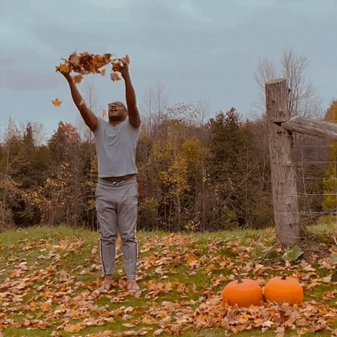 Throwing-leaves GIFs - Get the best GIF on GIPHY