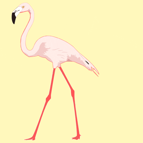 hannahgraphix fashion pink sparkle bird GIF