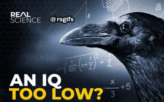 Youtube Thumbnail GIF