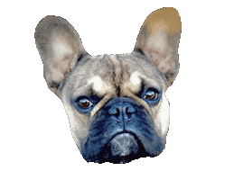 Frenchie Sticker