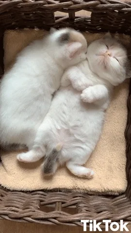 Chat Animaux GIF by TikTok France