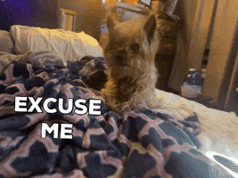 Sassy Excuse Me GIF by Mike Hitt