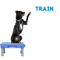 12 GIFs That Prove Dog Training is Tough (and Hilarious)