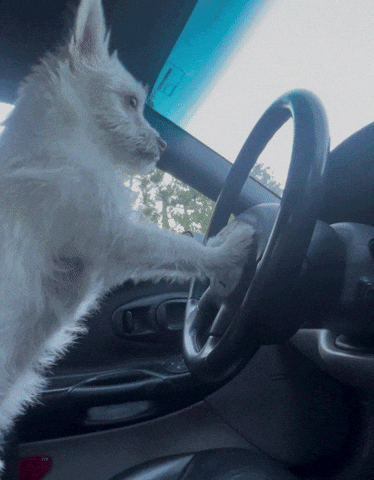 Dog Pip GIF