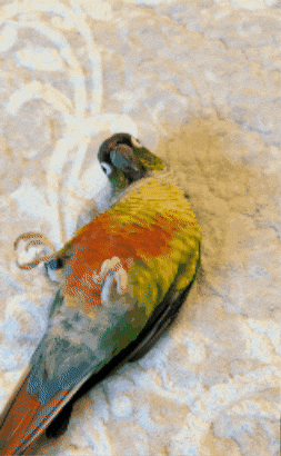Potato Parrot GIF