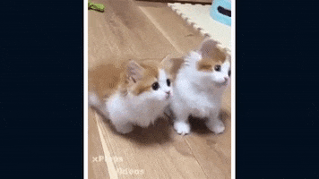 Gatitos Mirando GIF