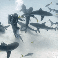 Ocean Wildlife GIF by BBC America