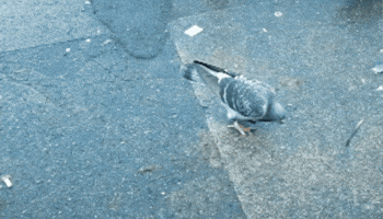 Pigeon Transform GIF