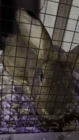 Bunny GIF