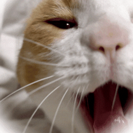 Cat GIF