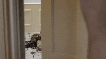 Rosco 5 GIF