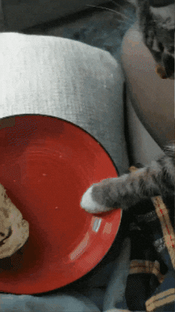 Cat GIF