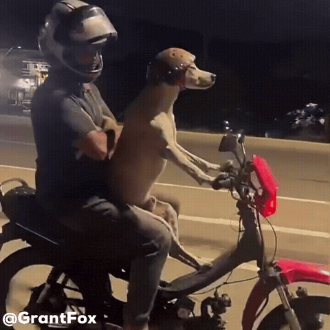 Dog Wtf GIF