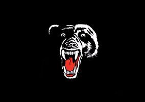northsydneybears GIF