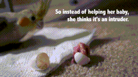 cockatiels