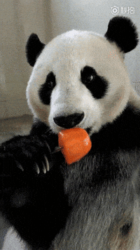 Sexy Panda Gifs Get The Best Gif On Giphy Sexy Panda Gifs Get The Best Gif On Giphy