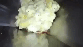 wakko  GIF
